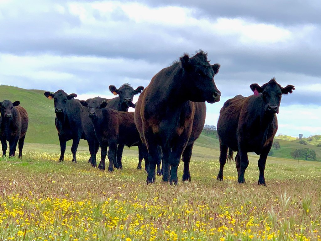 Pasture-raised Angus cattle grazing on wildflower meadow at Camatta Ranch Meat Co., Santa Margarita California