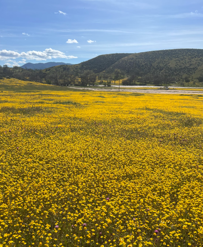Wildflower meadows and oak woodland on Camatta Ranch — 27,500 acres protected in perpetuity