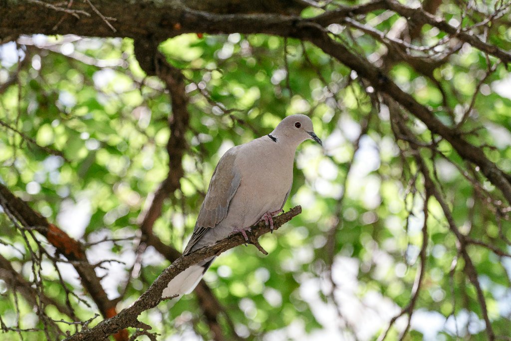 Quail / Dove Combination Hunt