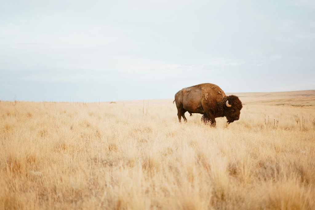 Trophy Bison Hunt