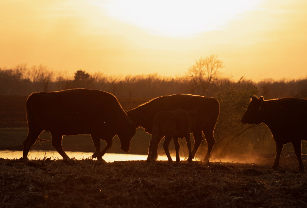 Cripple G Wagyu ranch in Kansas