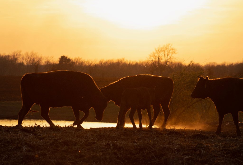Wagyu cattle silhouetted against a golden hour sunset