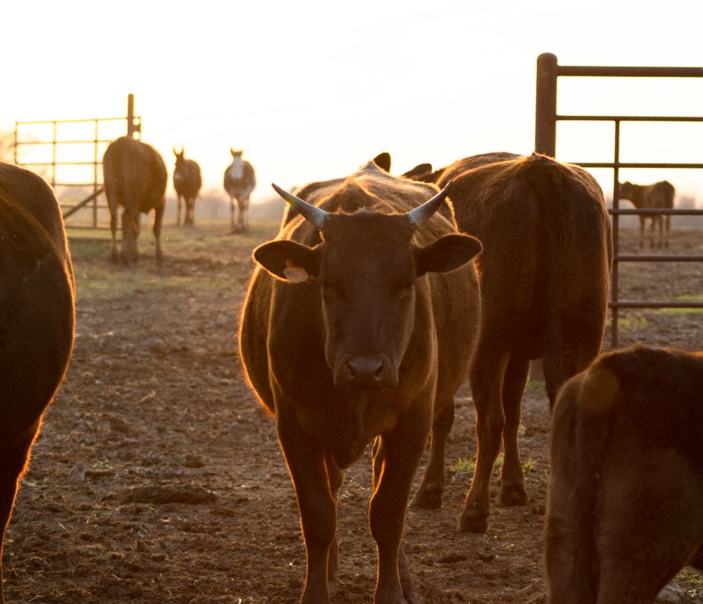 Wagyu cattle at golden hour on the ranch
