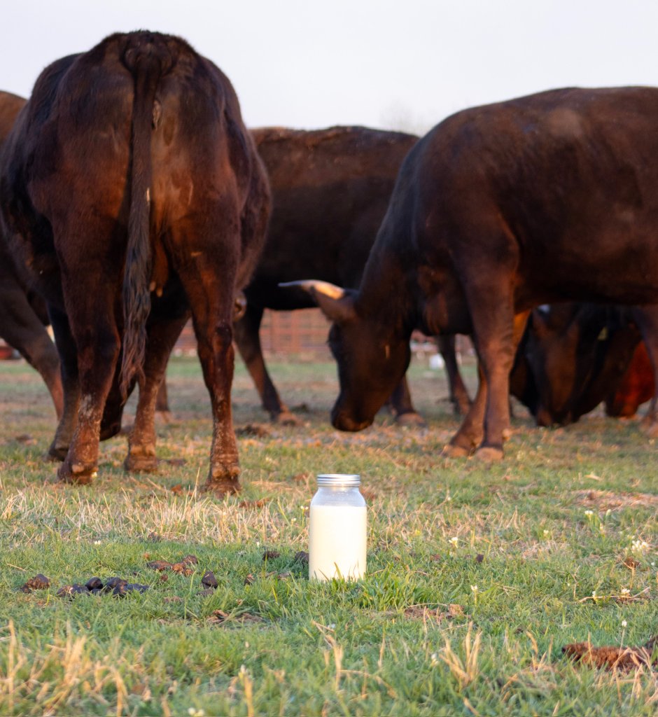 Jar of milk with cattle grazing in a pasture at golden hour
