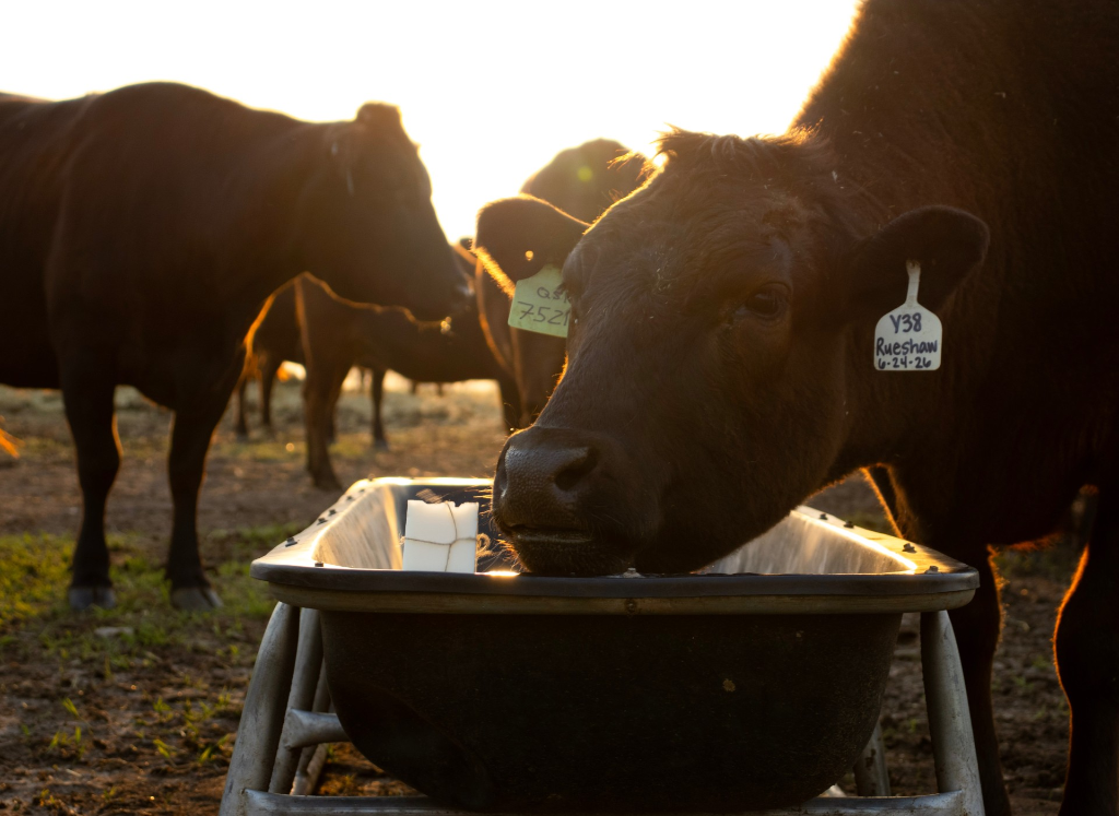 Wagyu Beef Tallow Soap
