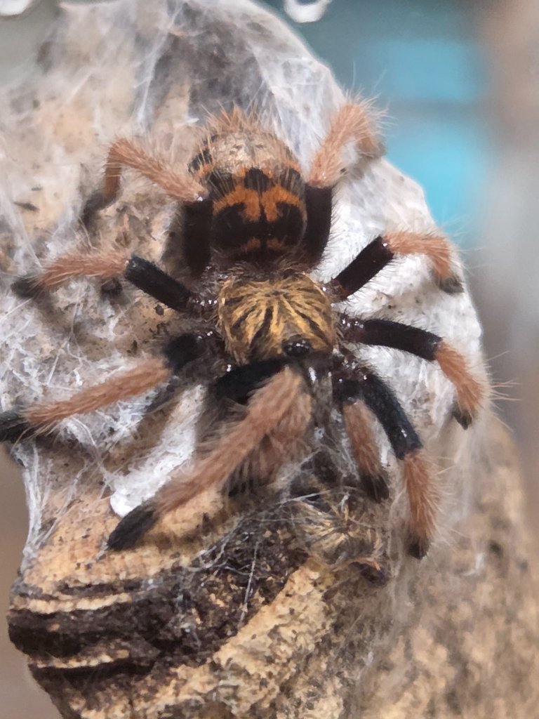 Tarantula on silk web