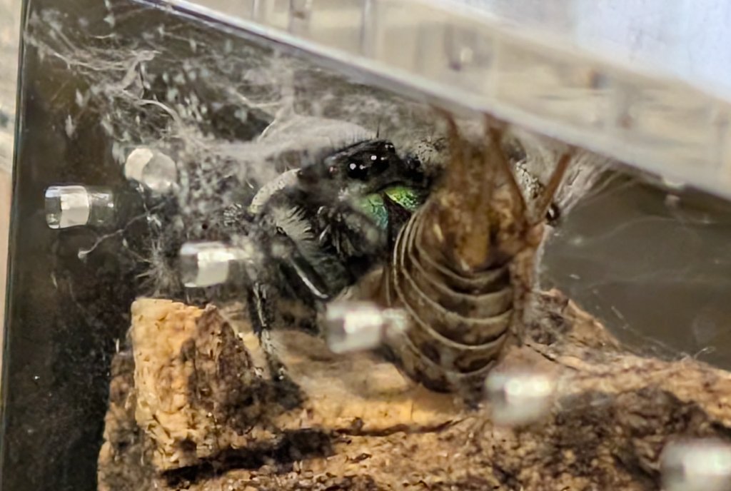 Jumping spider mid-meal