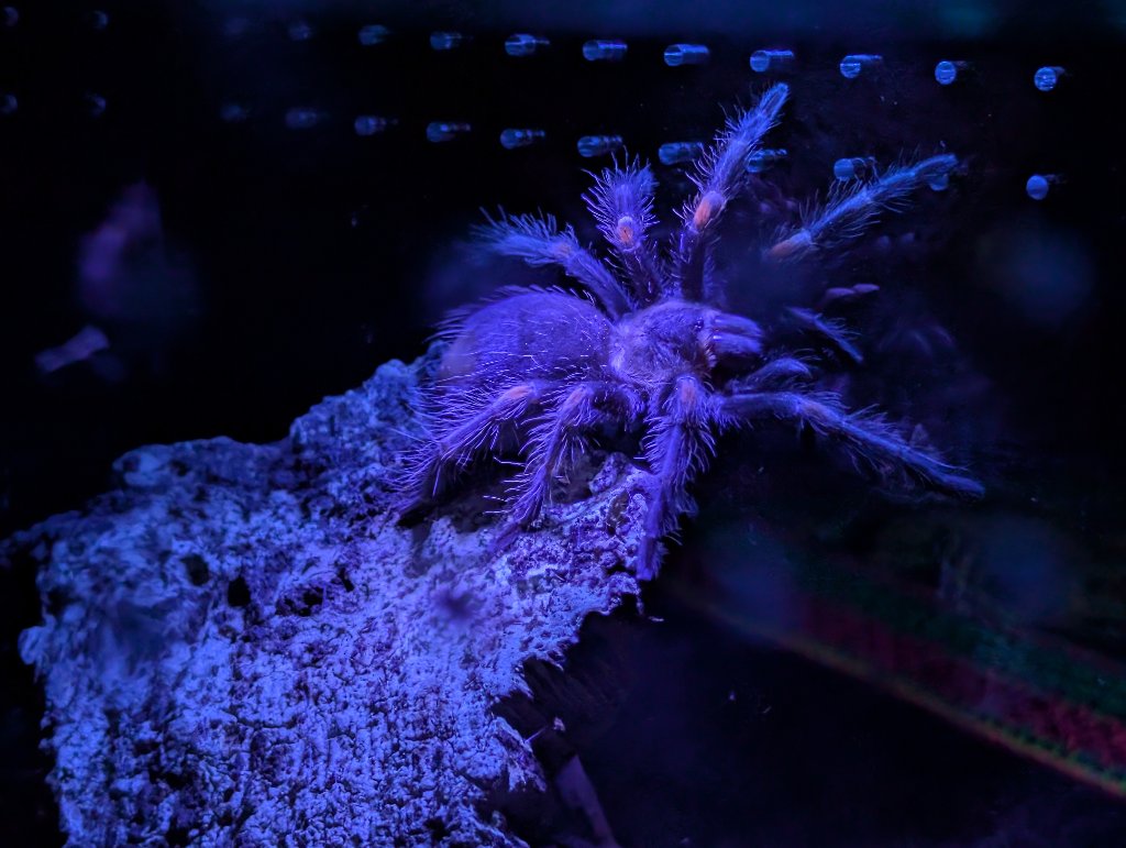 Tarantula under UV light