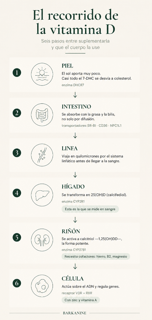 El recorrido de la vitamina D — los seis pasos entre suplementarla y que el cuerpo la use