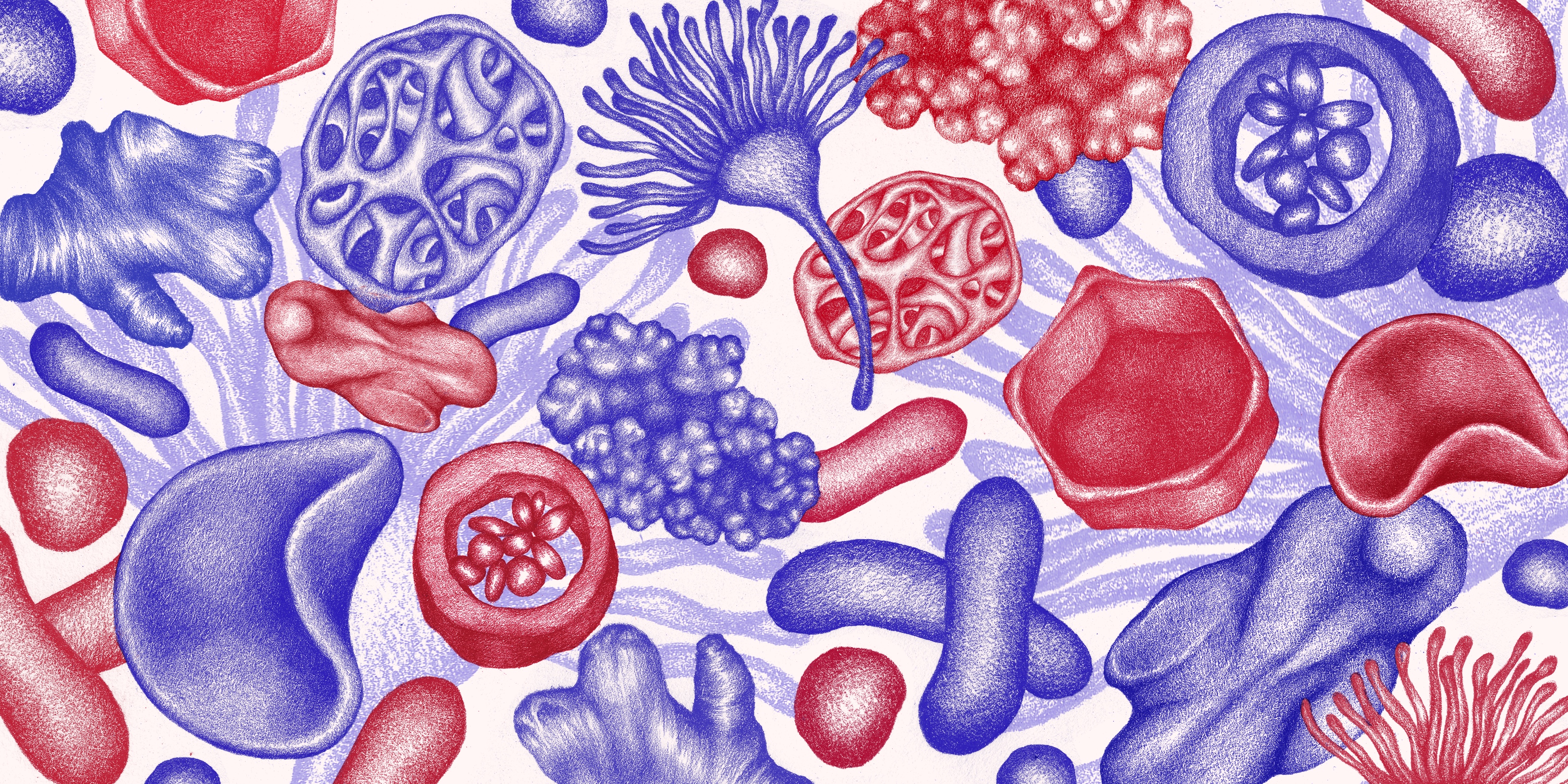 Fermentation pattern by Marie