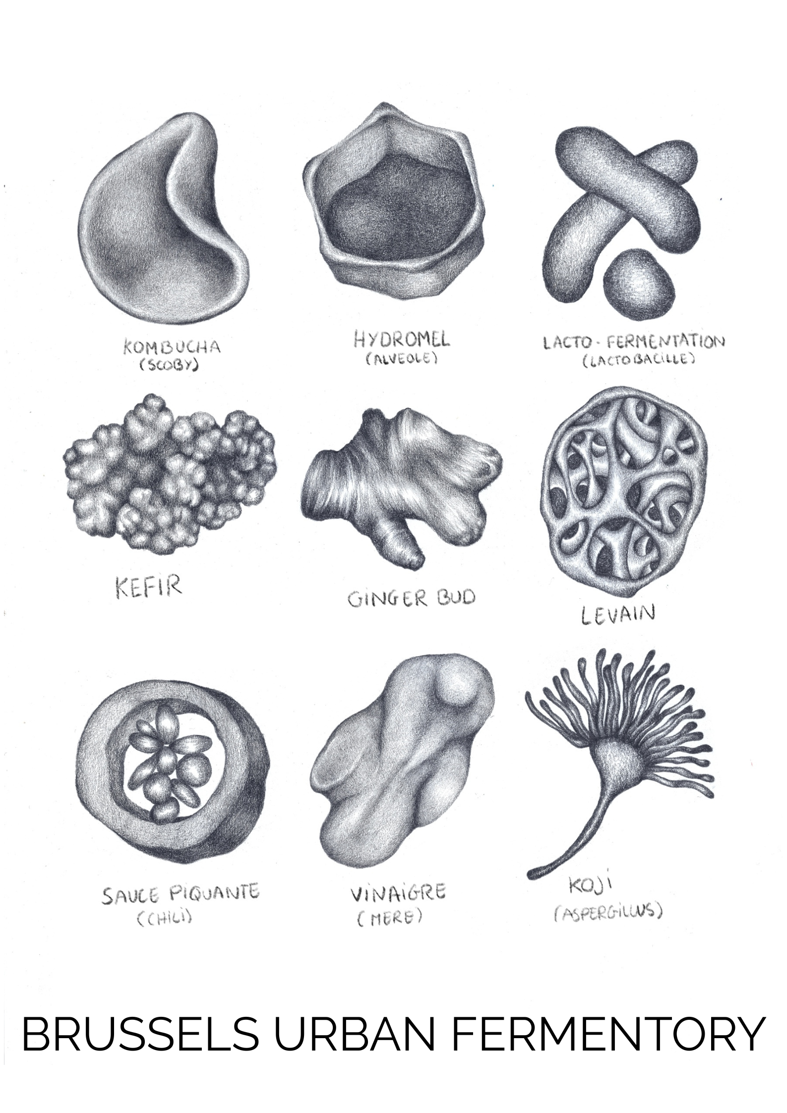 Fermentation cultures illustrated by Marie