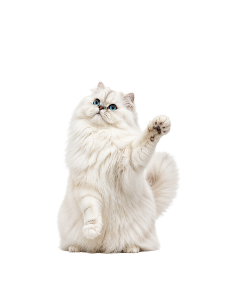 Lady Fluff