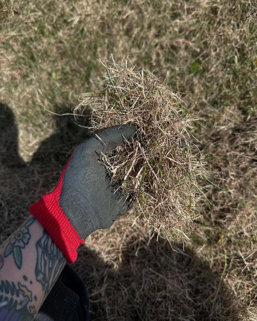Dethatching & Lawn Renovation