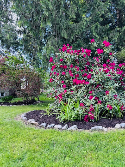 Rhododendron Garden Bed