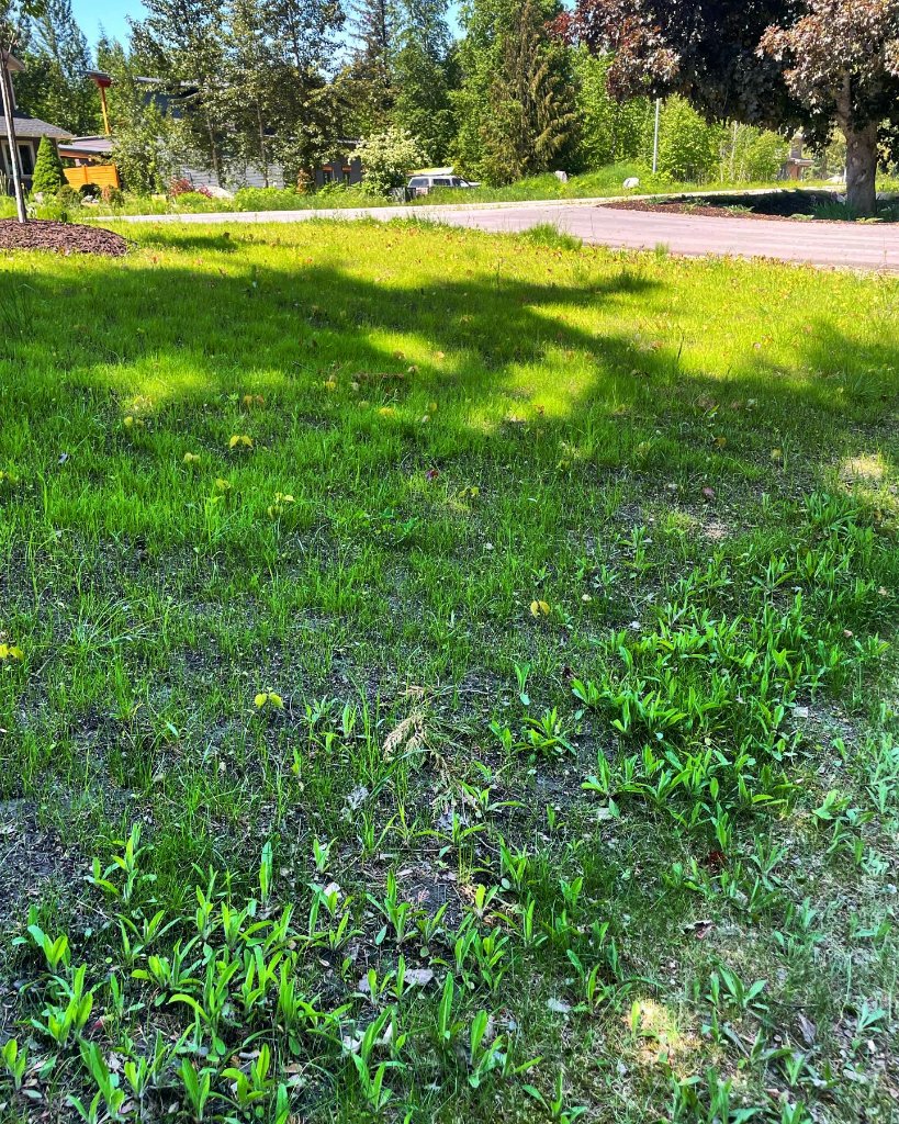 Boulder Retaining Wall