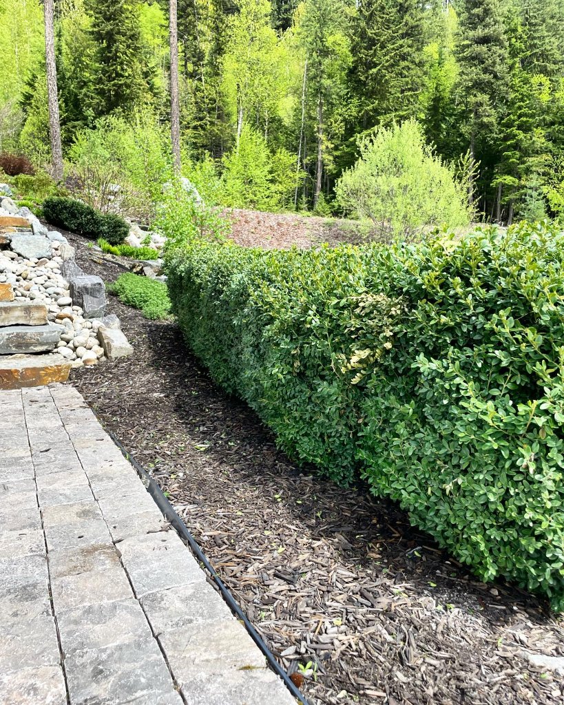 Hedge Trimming & Mulch