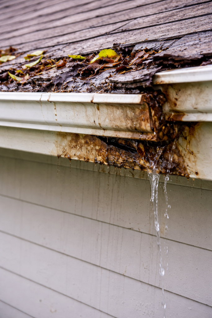 Wood & Roof Rot