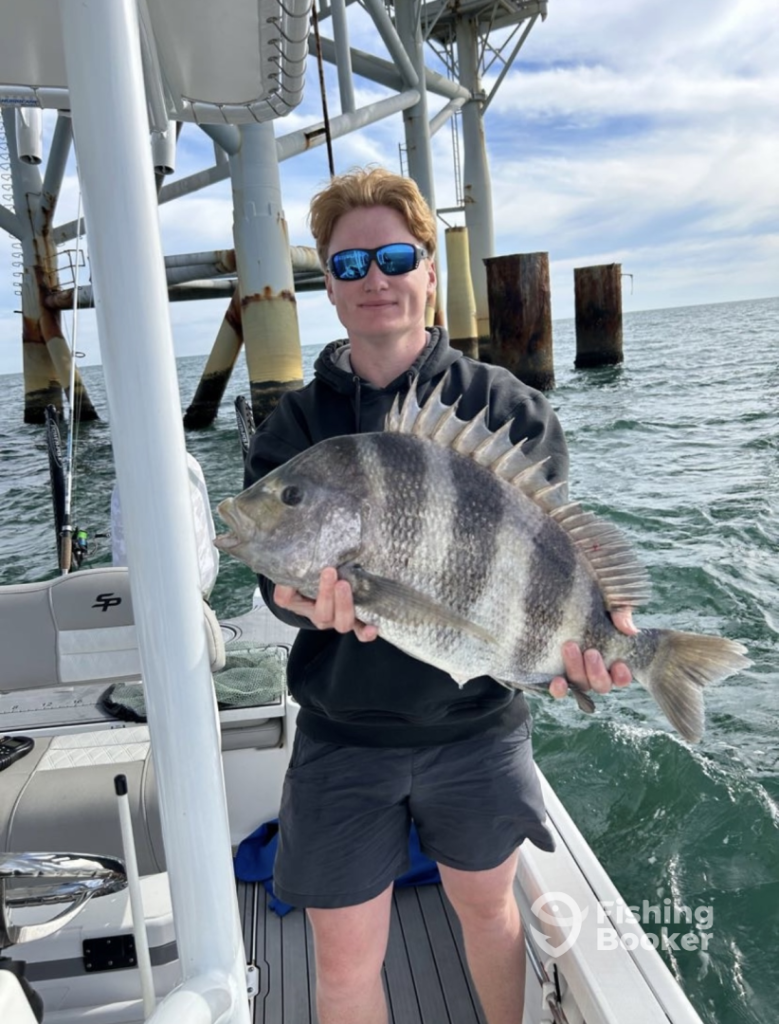 Big Sheepshead