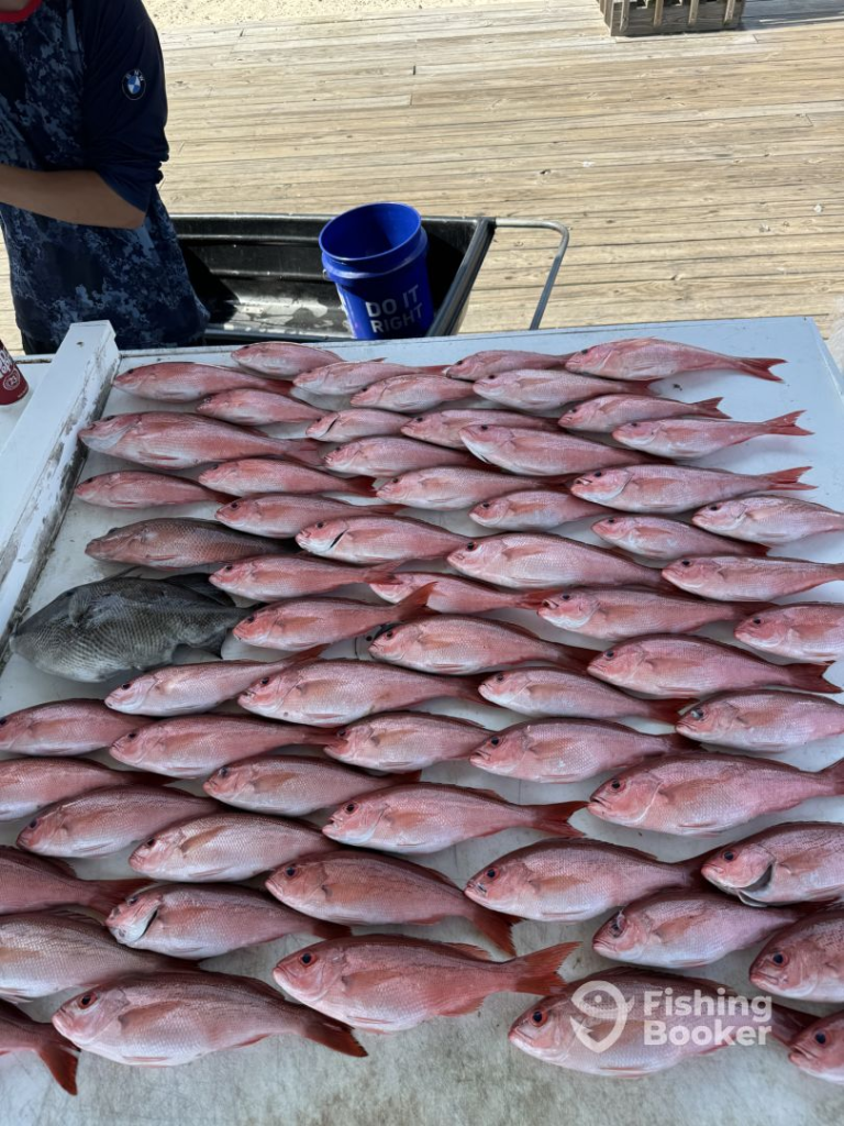 Full Limit of Red Snapper