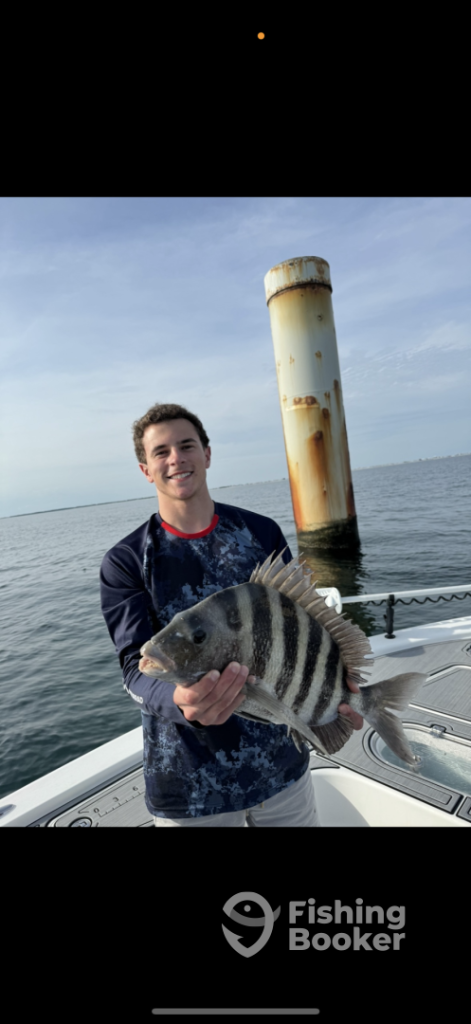 Sheepshead at the Pilings
