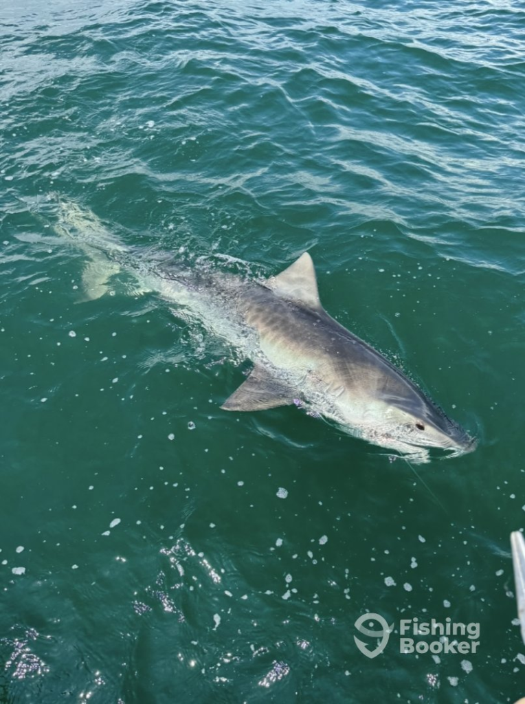 Shark Alongside the Boat
