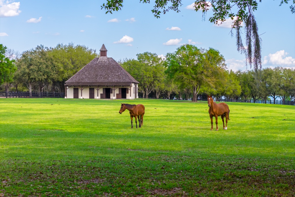 Horses grazing at The Oaks Estate equestrian grounds