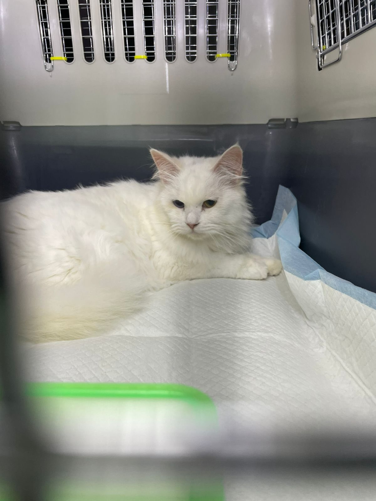 Blanche is Finally Going Home 🤍