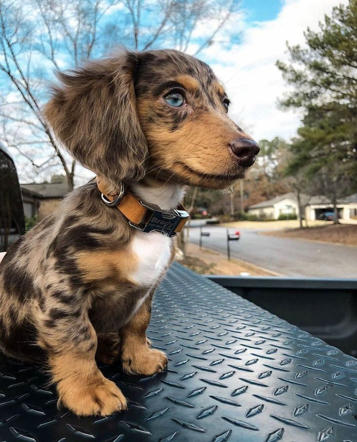 Dachshund puppy — Early Pup Access preview
