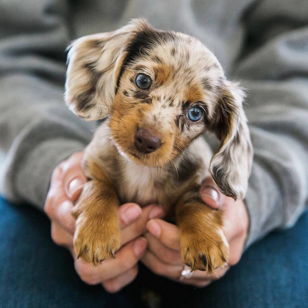 Portal puppy preview