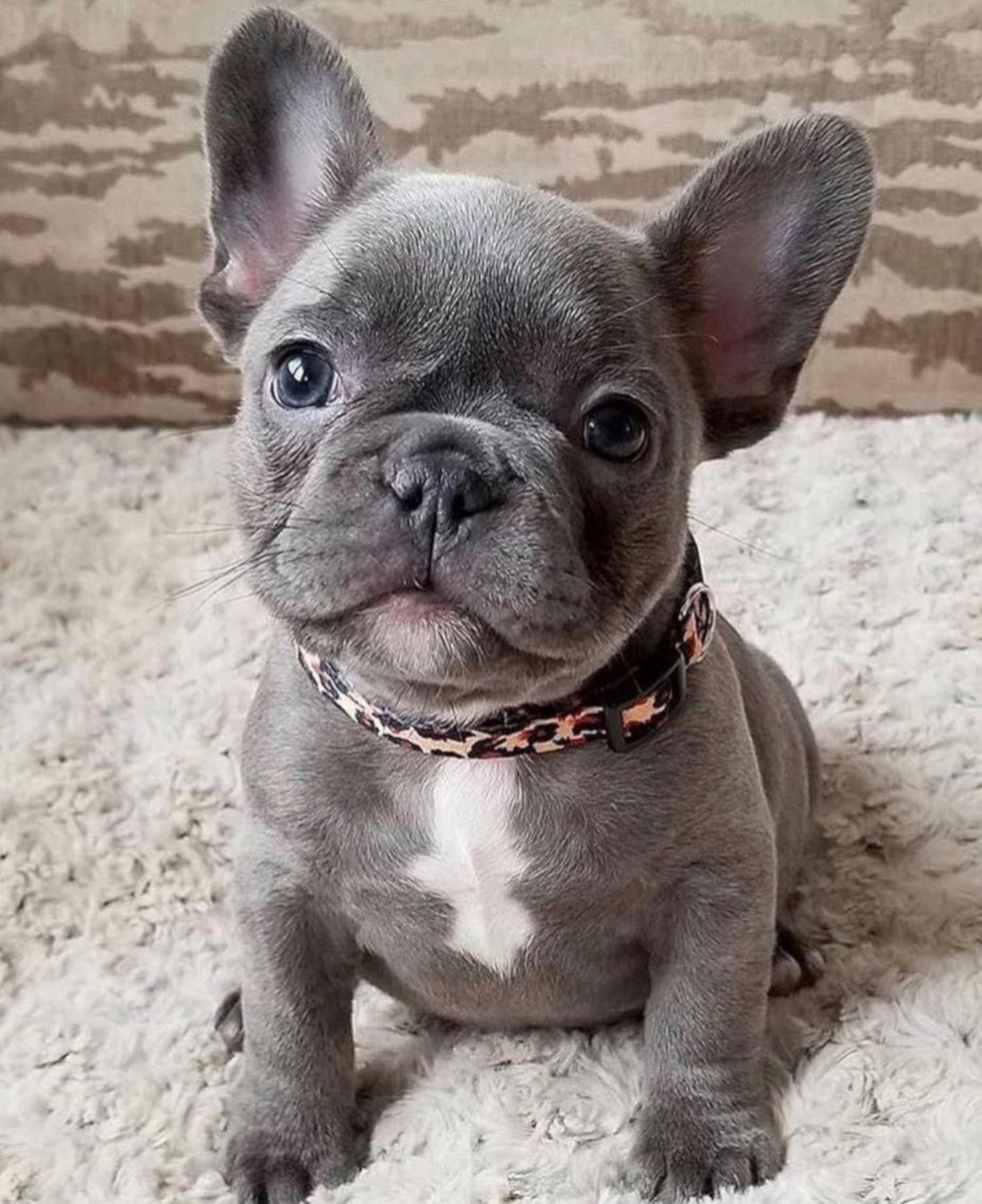 French Bulldog puppy — Early Pup Access preview