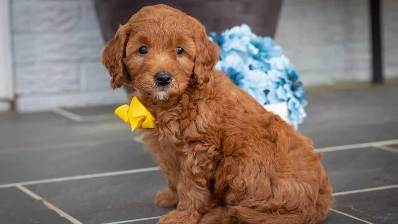 Goldendoodle puppy — Early Pup Access preview
