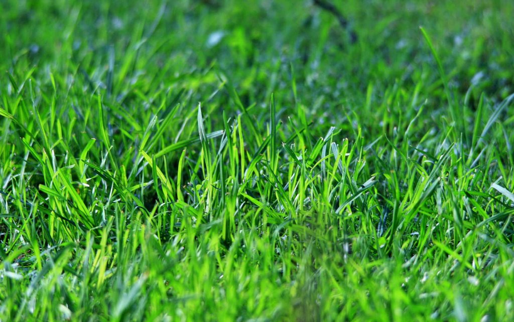 Grass