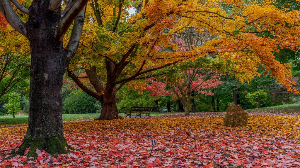 Fall leaves