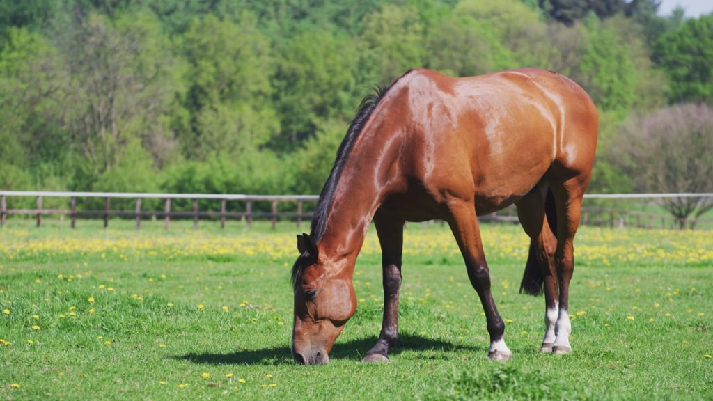 10 Notable Horse Ranches in Southern California - Equestrian Destinations