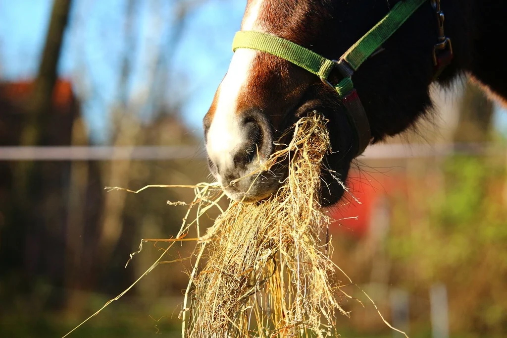 How Much Does It Cost to Feed a Horse Every Month? - Horse Ownership