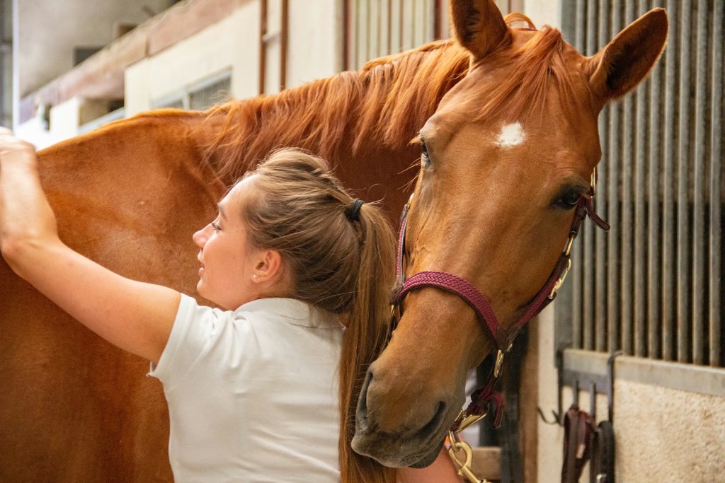 How to Purchase a Horse: A Step-by-Step Guide
