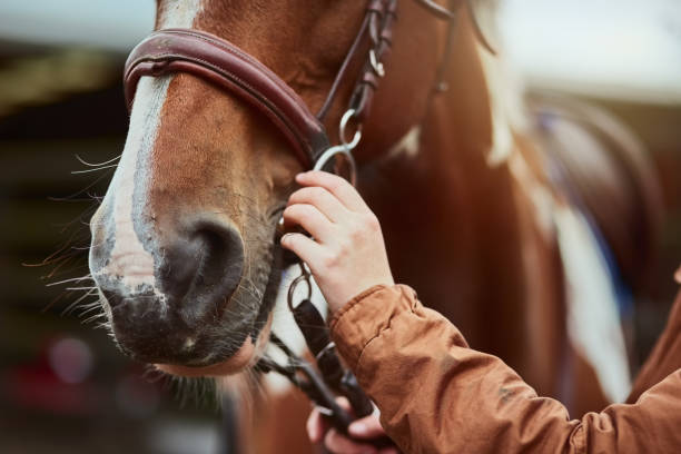 How to Track and Manage Your Horse Ownership Expenses - Horse Ownership