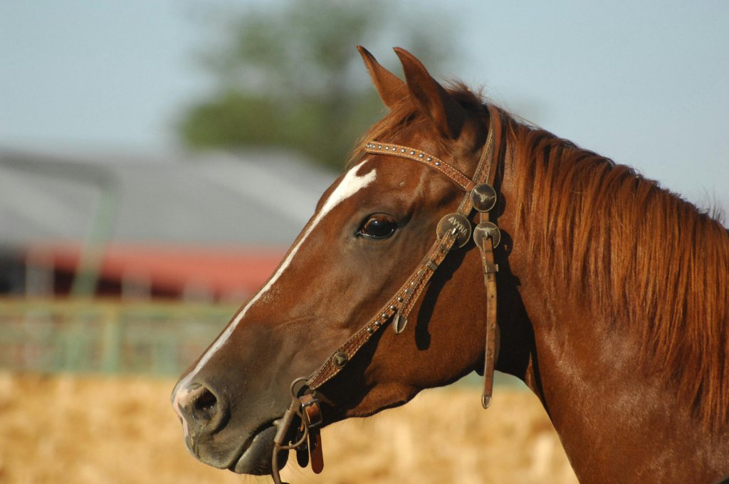 5 Critical Mistakes to Avoid When Purchasing a Horse - Buying a Horse