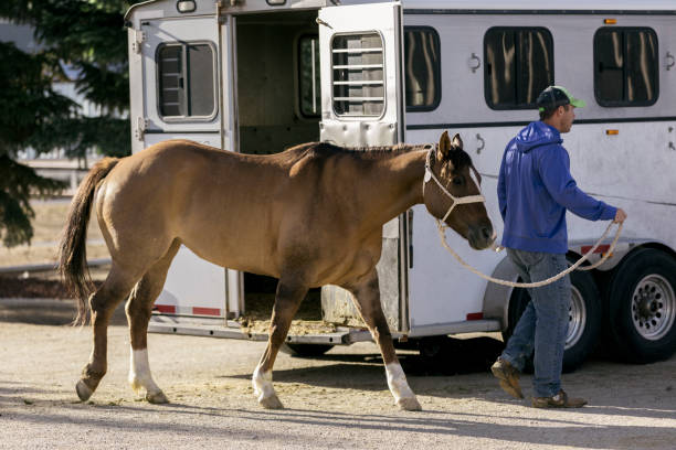 How to Transport a Horse: Safe Hauling Guide - Horse Ownership