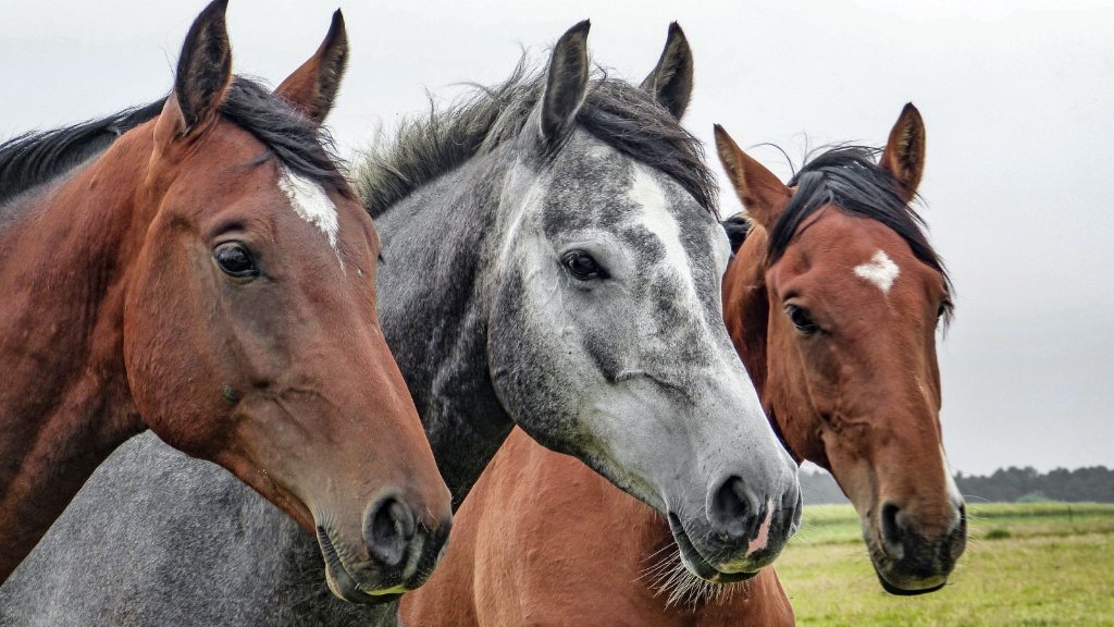 Guide to Horse Breeds: Characteristics and Best Uses - Horse Ownership