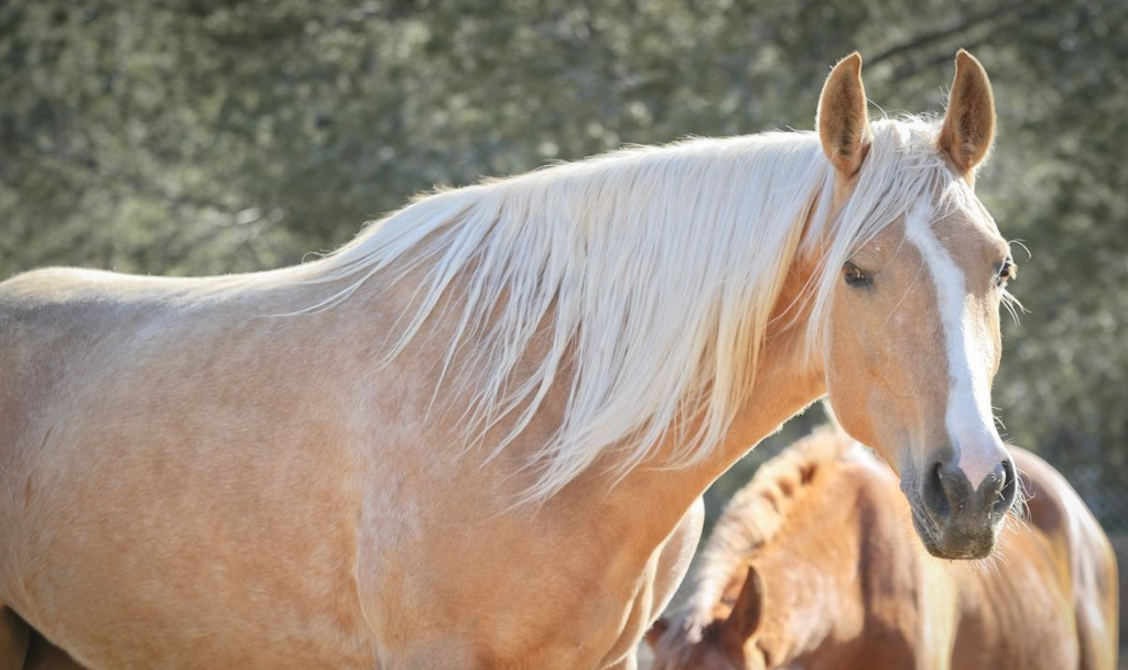 Beautiful horse in natural setting
