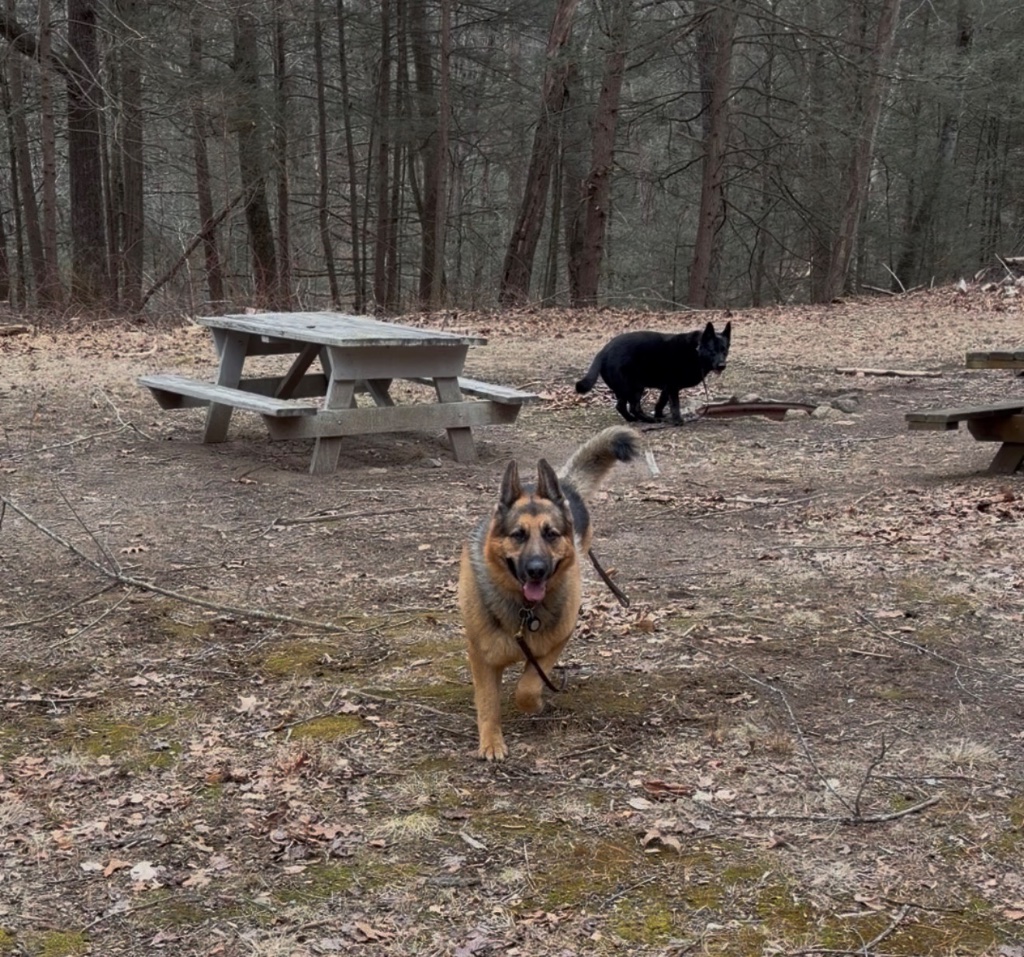 German shepherd running at a woodland picnic area