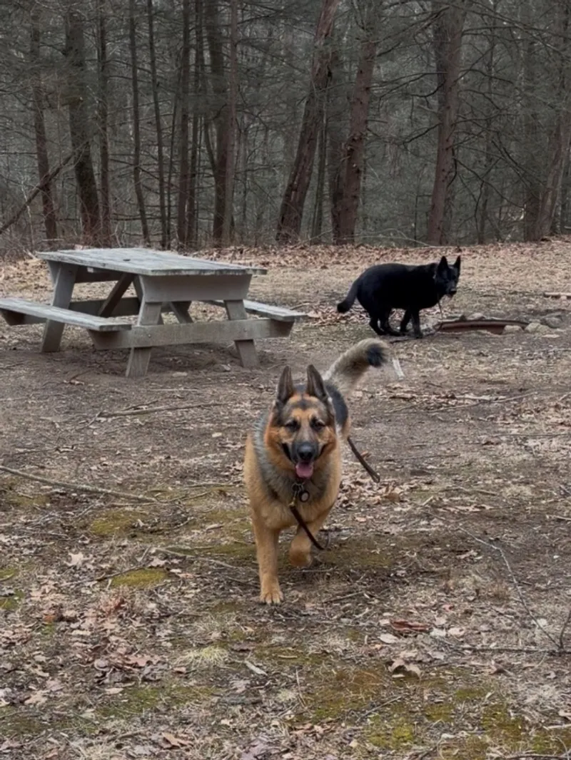 German shepherd running at a woodland picnic area