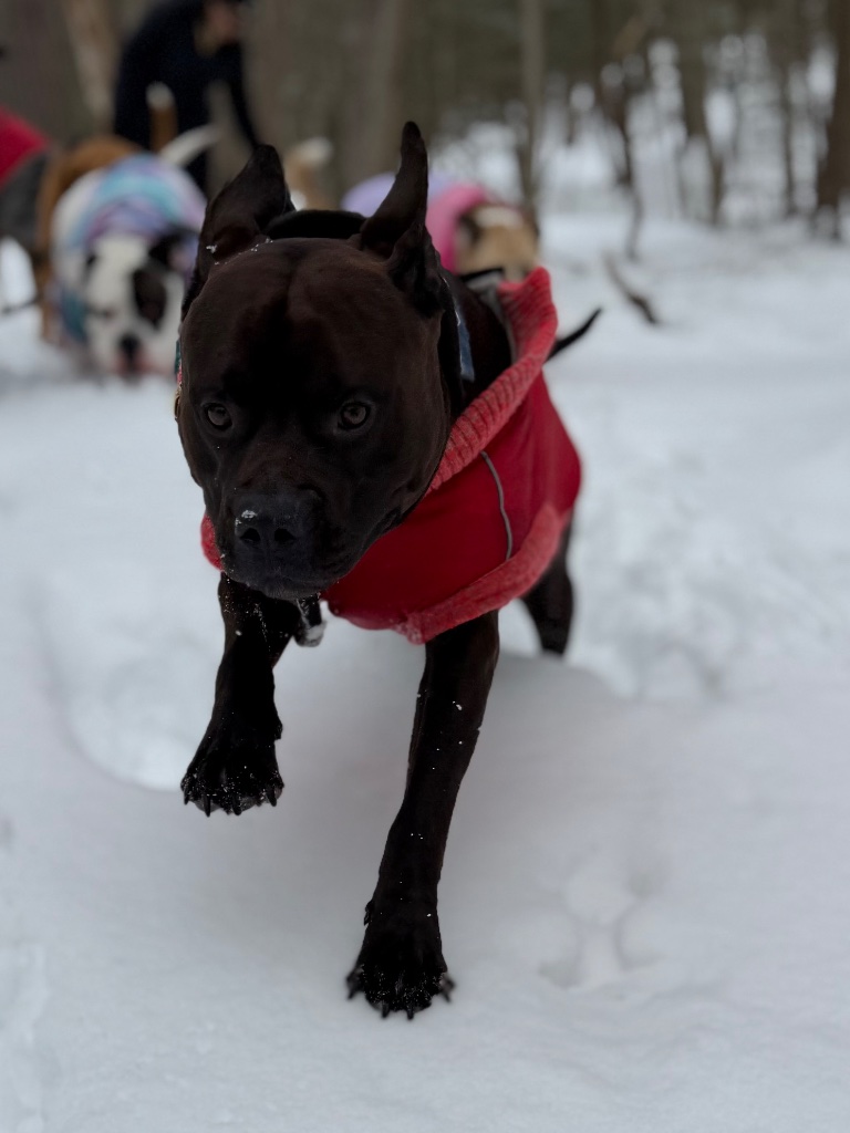 Dog in a red jacket running in the snow