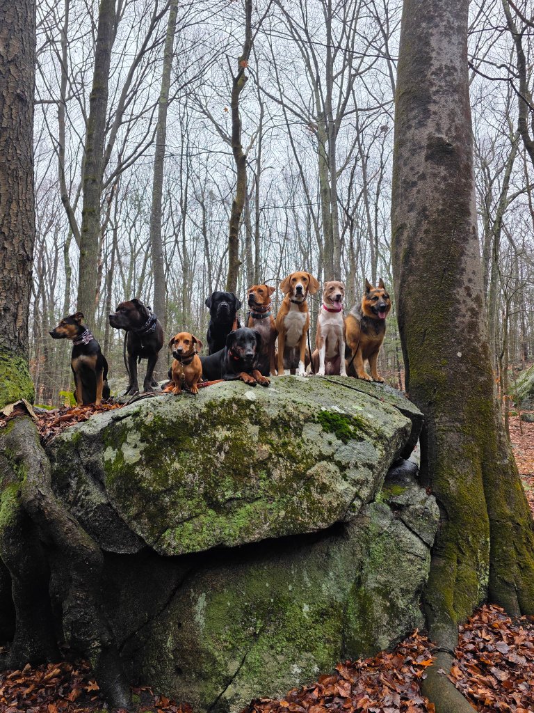 Camp Pawsome team with dogs