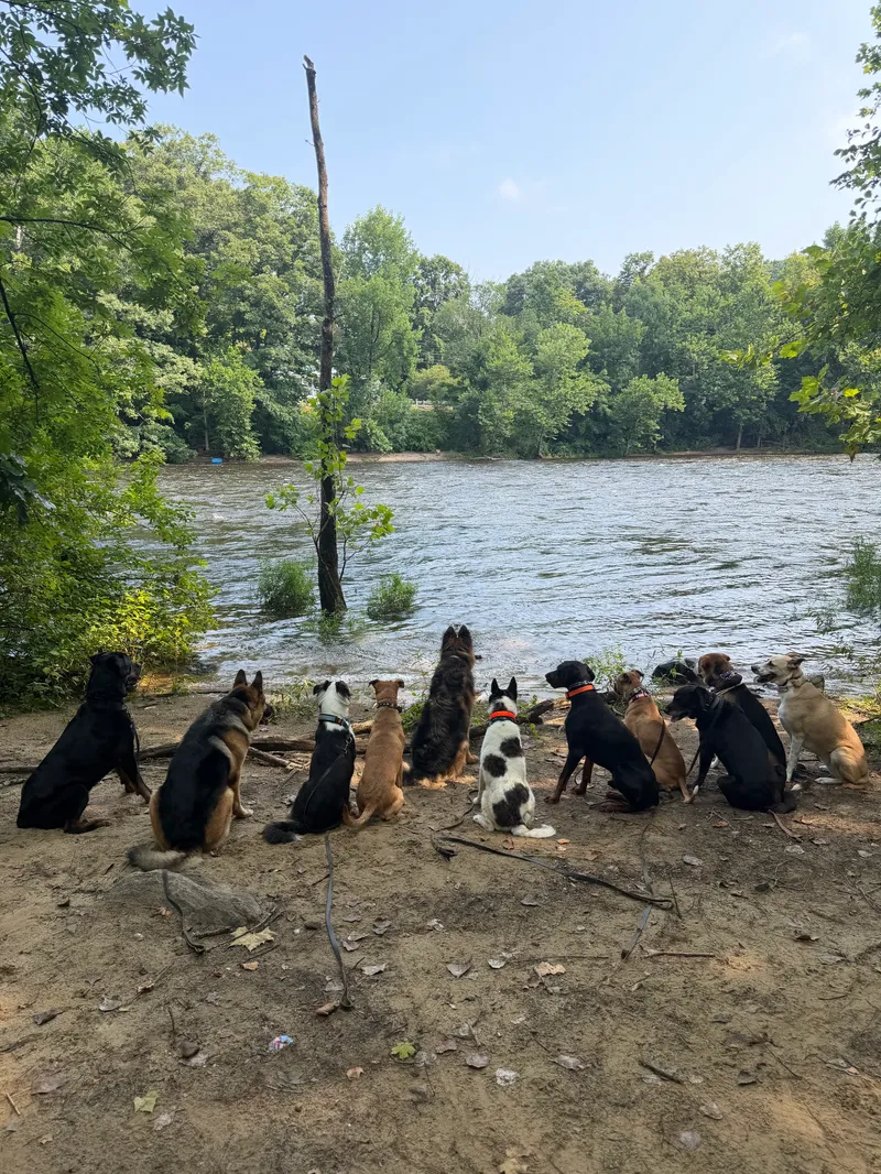Ten dogs sitting in a line on a sandy riverbank, watching the water