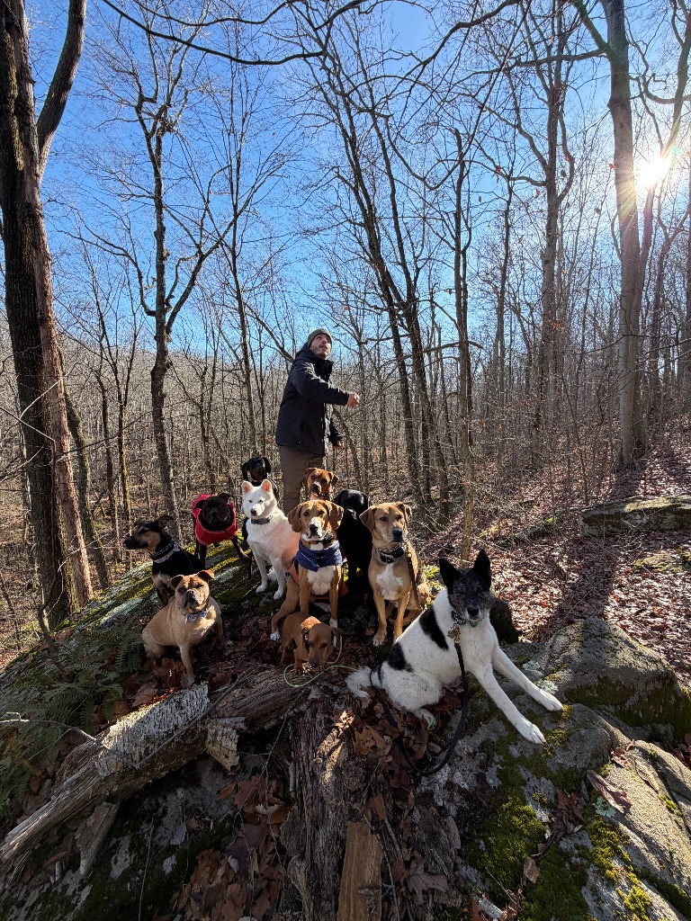 Pack of dogs on a structured walk through Connecticut woodland