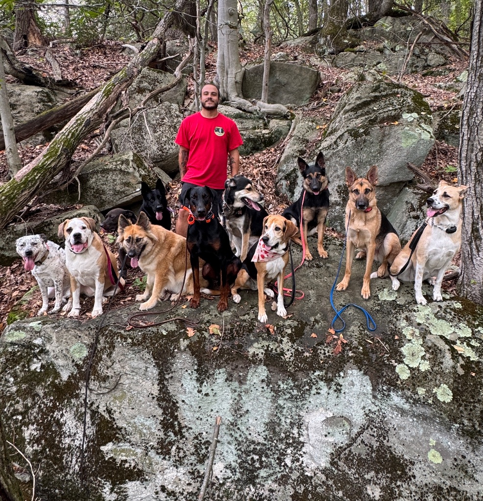 Dogs hiking on a scenic forest trail