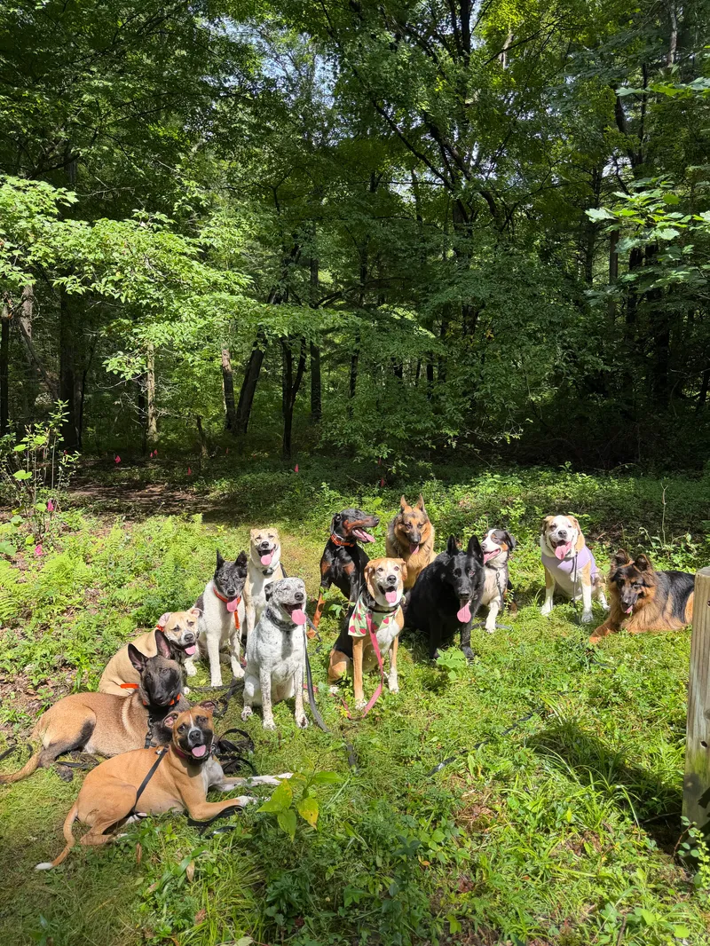 Thirteen dogs gathered in a sunlit forest clearing