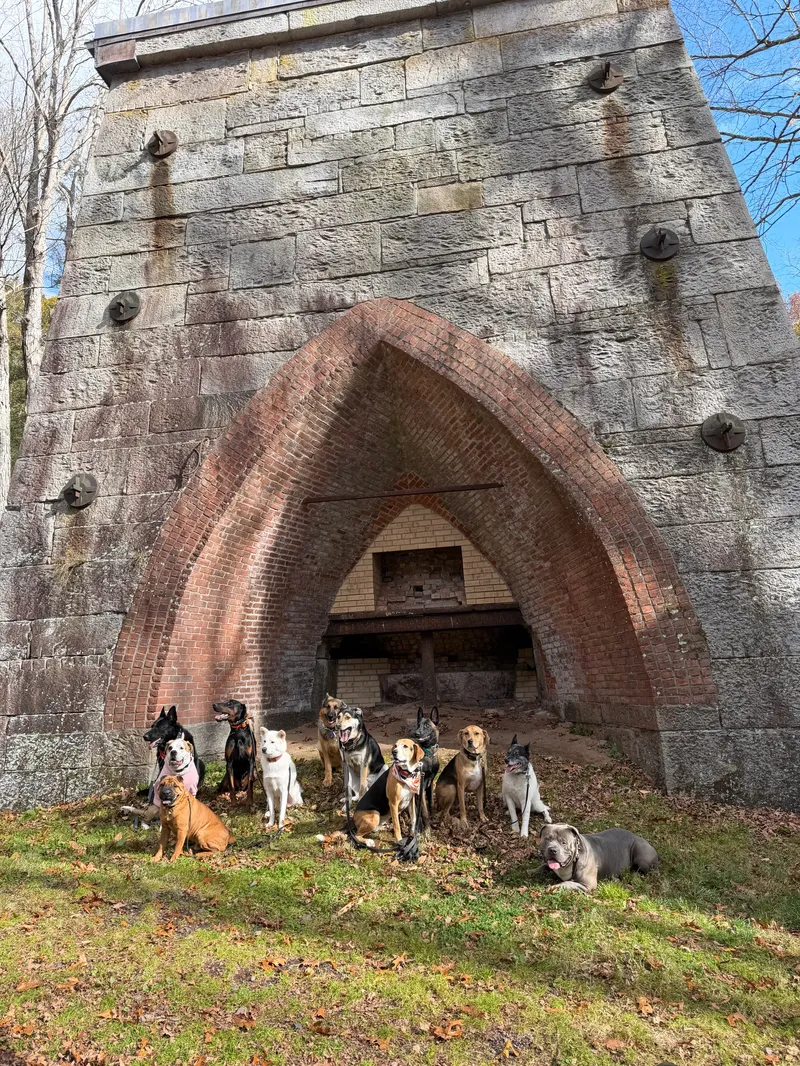 Ten dogs lined up beside a stone-and-brick arch ruin